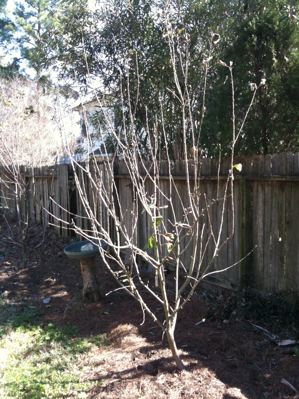 Blog Archives - The Bell House - Growing Fruit Trees in Northwest Houston